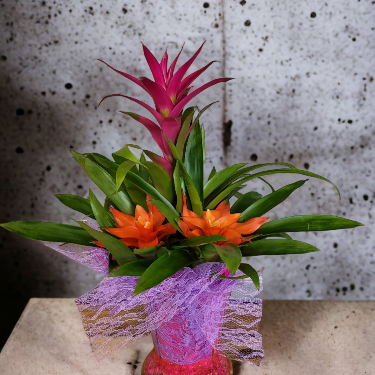 Vase guzmania 3 plants