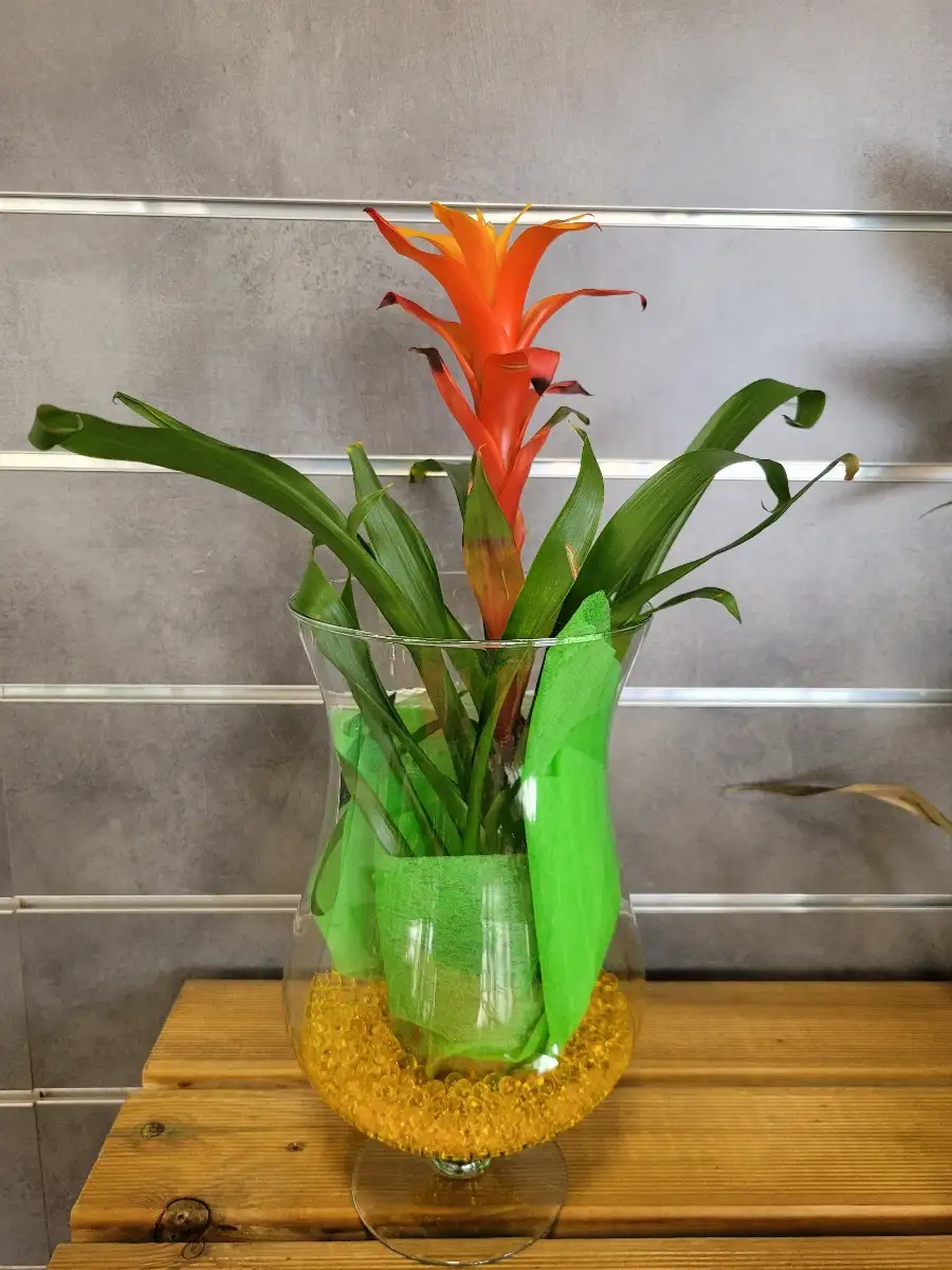 Vase Guzmania