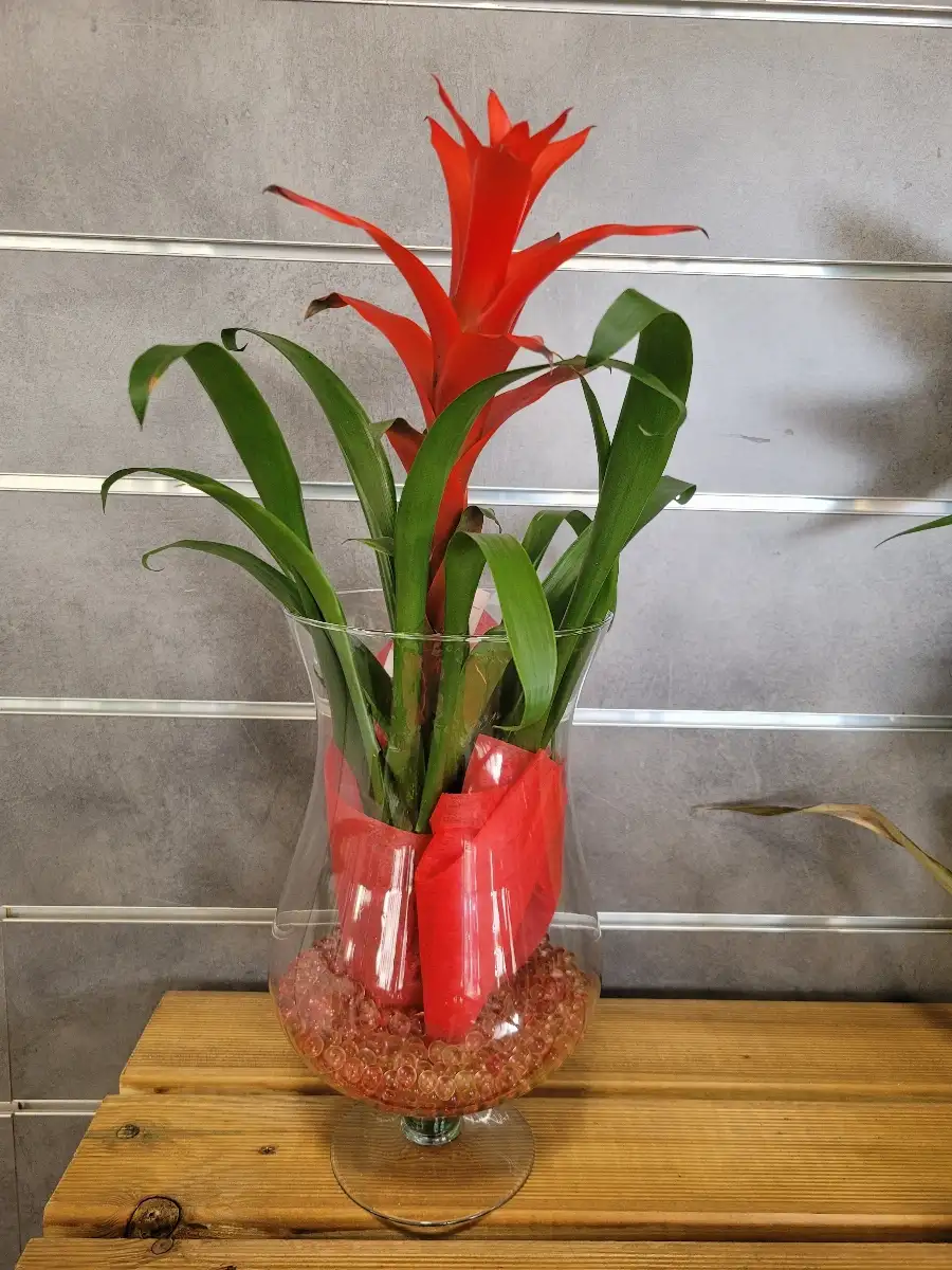Vase Guzmania
