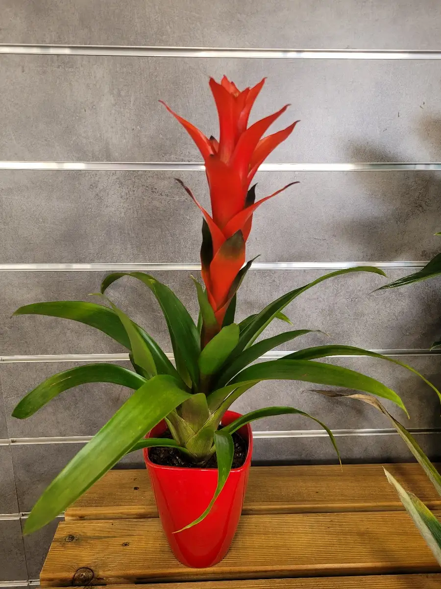 Guzmania